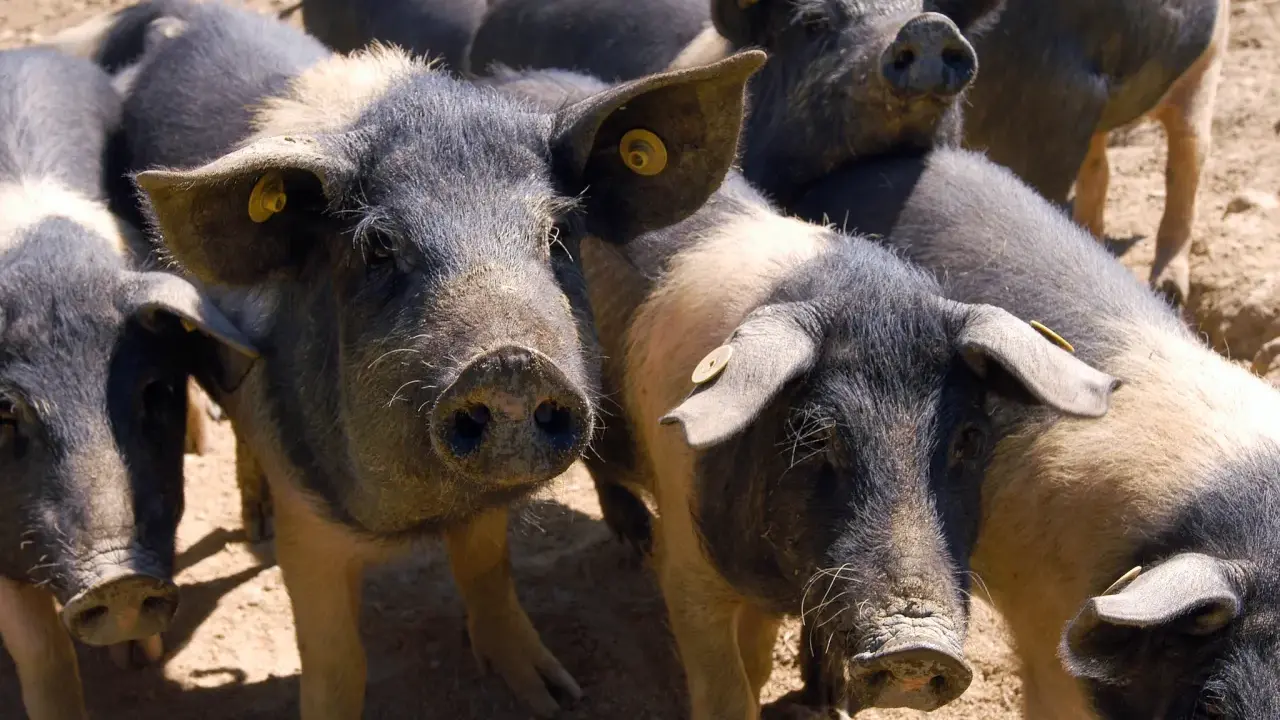 Un gruppo di maiali neri toscani con orecchie maculate e targhette gialle, curiosi e vicini tra loro.