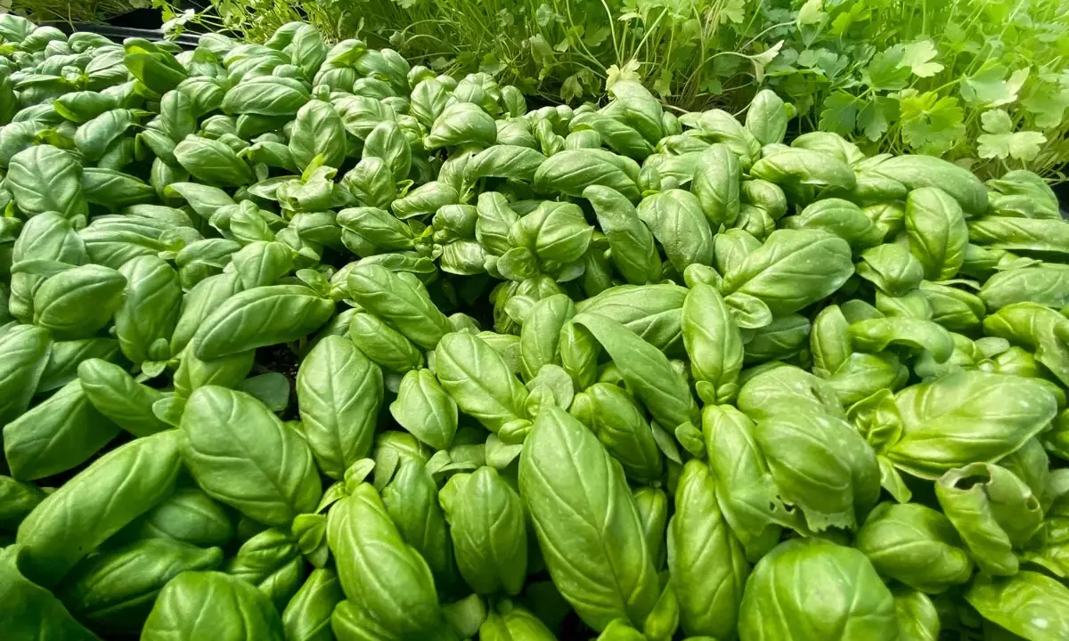 Un champ de jeunes plants de basilic prêts à être transplantés. Leurs feuilles vertes et brillantes promettent une belle récolte.
