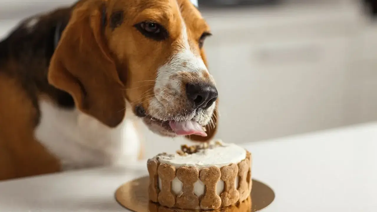 Un beagle porte un chapeau de fête et lèche un délicieux gâteau pour chien orné d'os en biscuit.