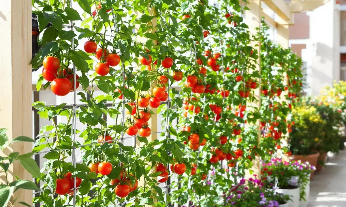 Des tomates sans tuteur grimpent sur un treillage, leurs grappes rouges éclatantes contrastant avec le feuillage vert luxuriant.