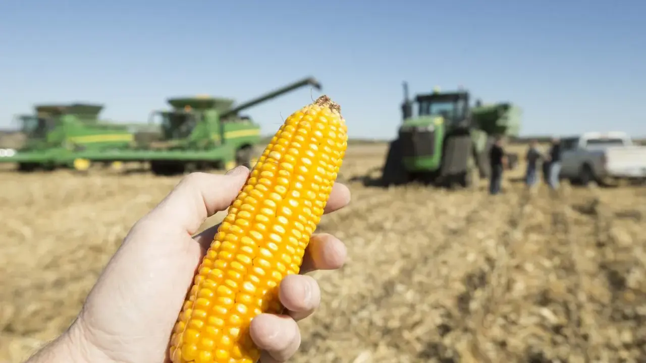 A hand holds a ripe ear of corn, with harvesters and tractors in the background, hinting at the current price per bushel of corn.