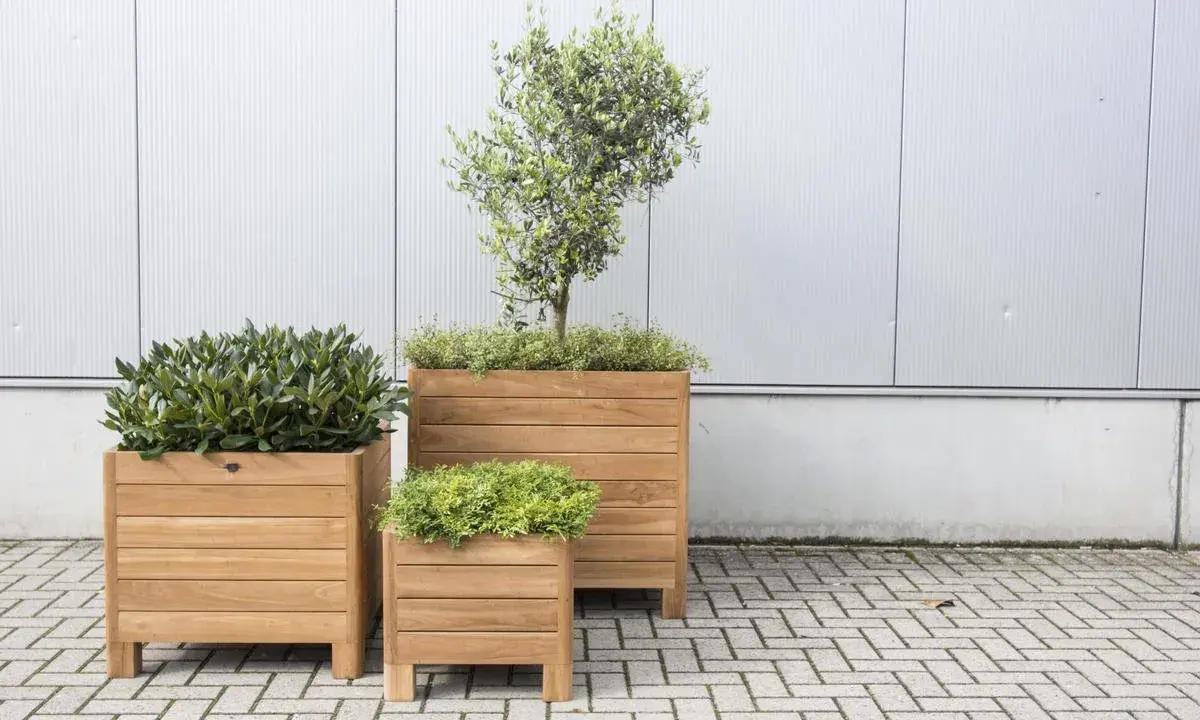 Trois jardinières en bois accueillent des plantes vertes luxuriantes, créant un espace extérieur invitant.