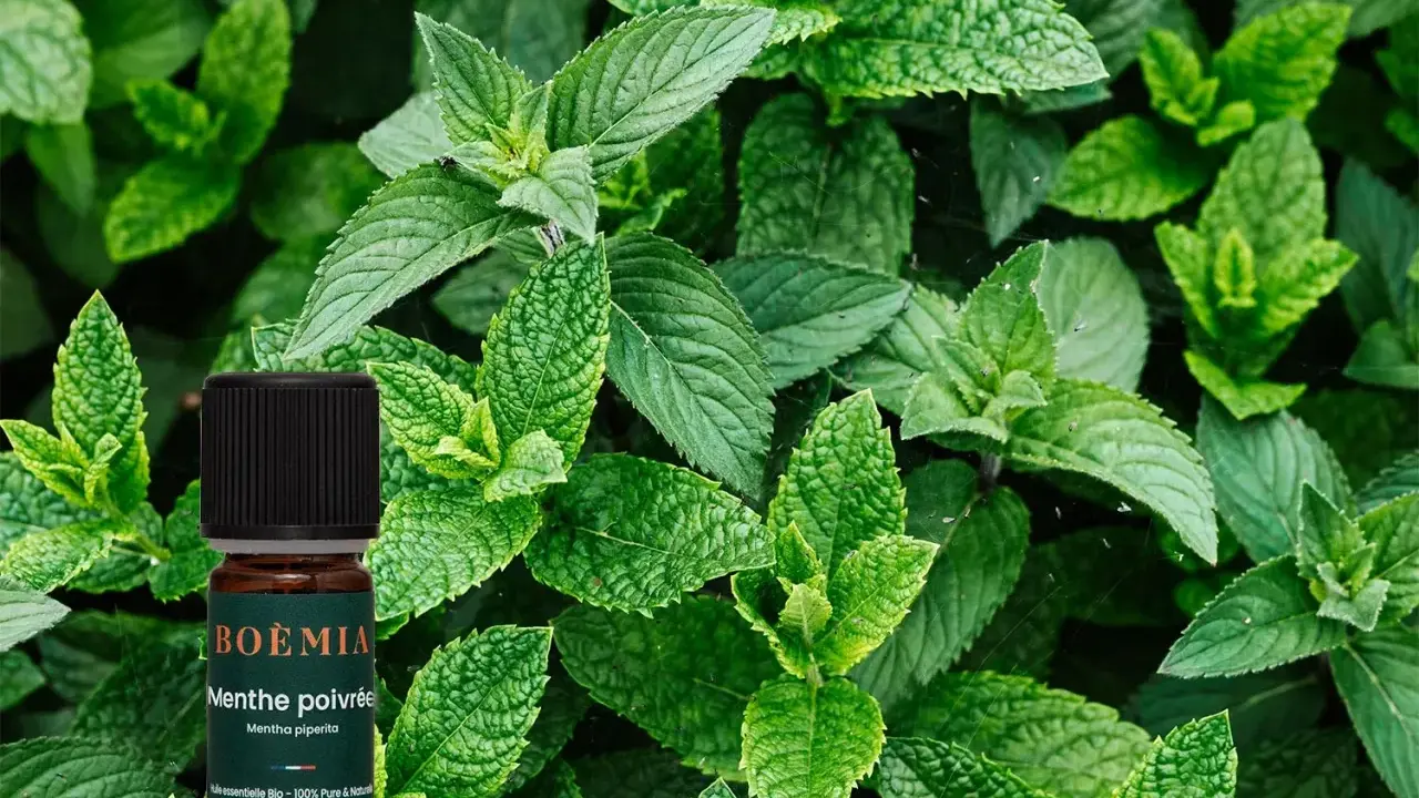 Flacon d'huile essentielle de menthe poivrée bio, entouré de feuilles de menthe fraîche. Attention, la menthe poivrée danger si mal utilisée.