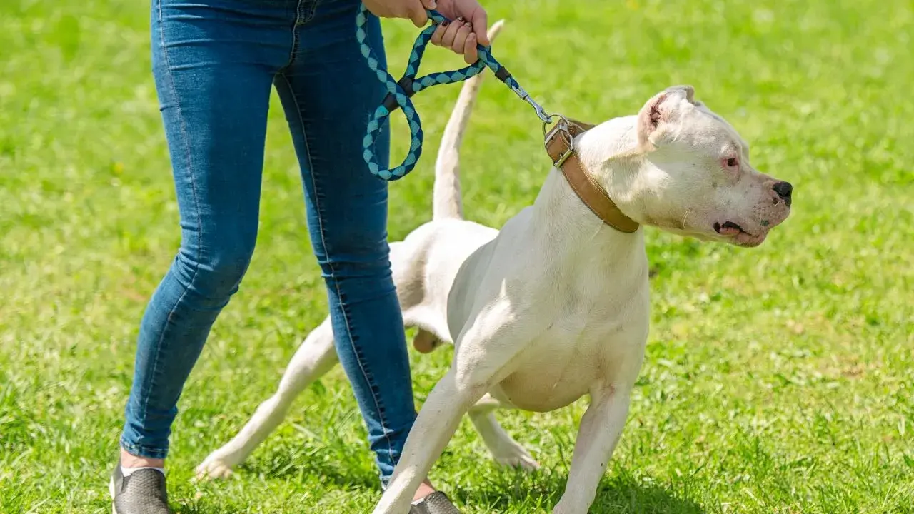 Un chien blanc sur une laisse, visiblement effrayé, se tient sur l'herbe. Mon chien a peur de tout dans la rue, il est si anxieux.