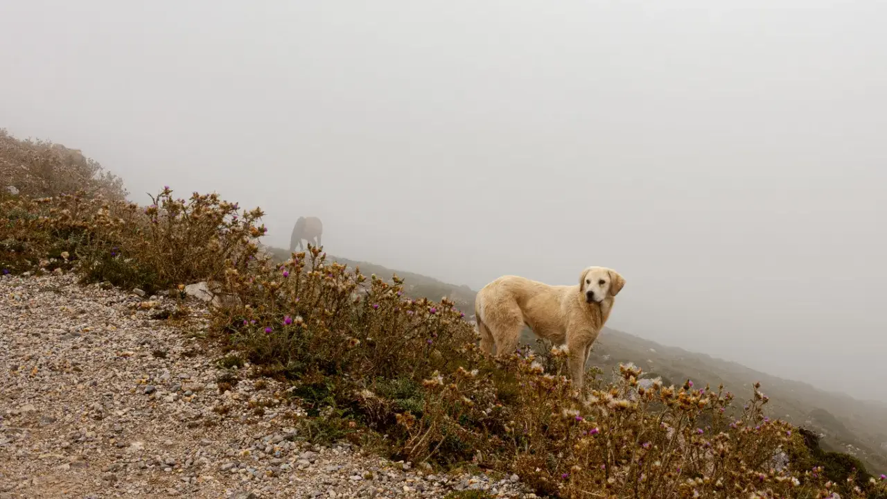 Perro dorado y caballo en la niebla. La imagen necesita mejorar nitidez foto para apreciar los detalles del paisaje y los animales.