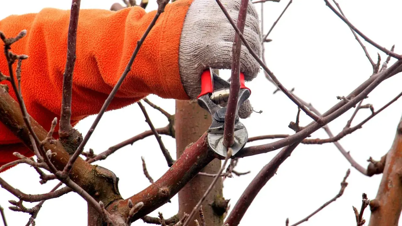 Mit einer orangefarbenen Jacke und Handschuhen wird ein Ast mit einer Astschere geschnitten. Der Apfelbaum wird für den Frühling vorbereitet.