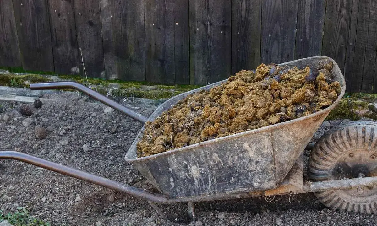 Brouette remplie de fumier de cheval, prête à fertiliser le jardin.