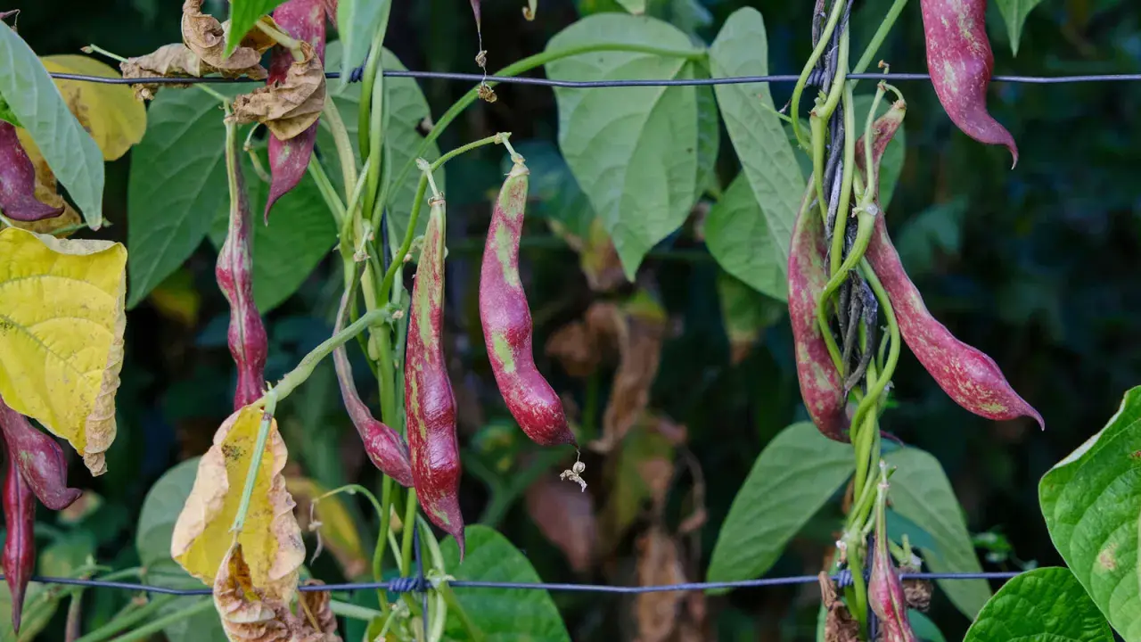 Reife feuerbohnen hängen an der Ranke. Die grünen Blätter und die violett-grünen Schoten sind bereit zum ernten.