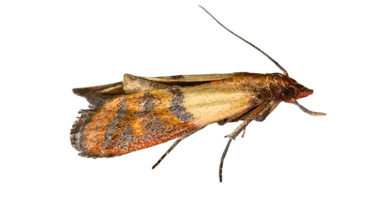 A close-up of an angoumois grain moth with intricate wing patterns.