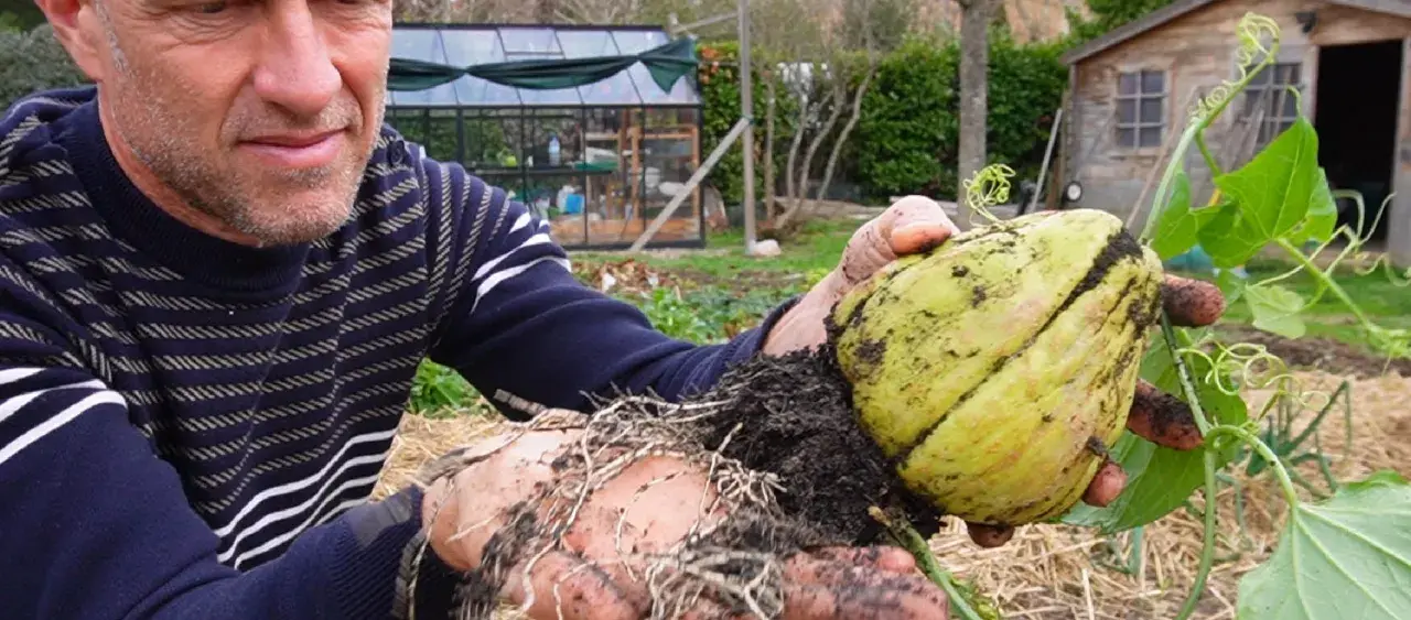 Un jardinier montre une chayotte fraîchement récoltée, avec ses racines encore terreuses. La culture de chayotte est une passion.