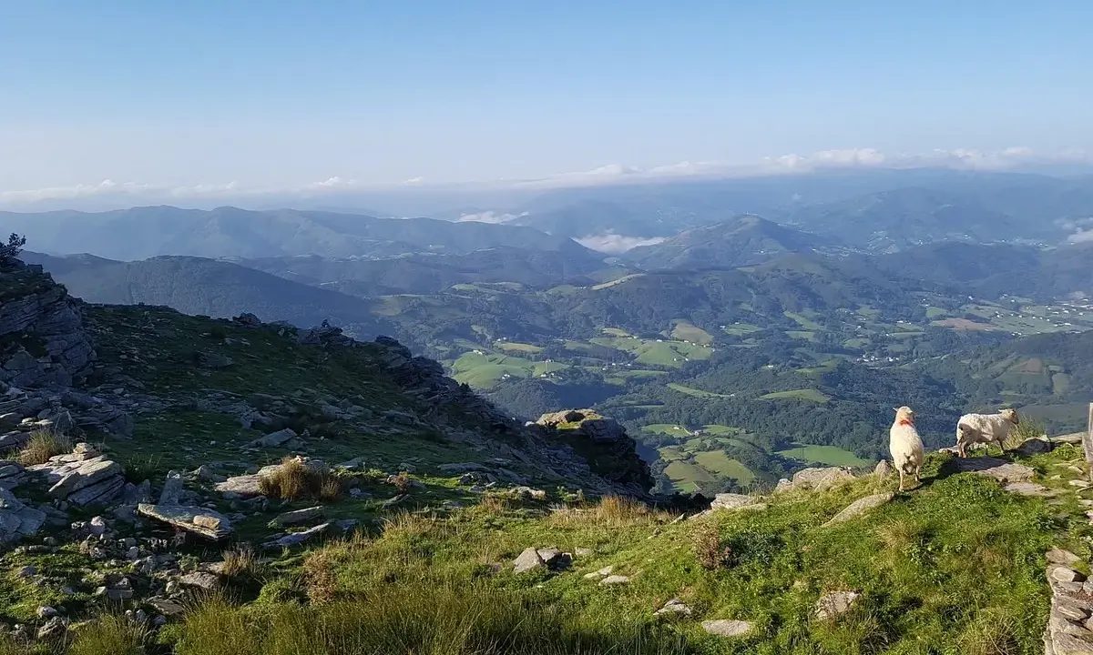 Schafe grasen auf La Rhune, mit Blick auf grüne Täler und Berge.