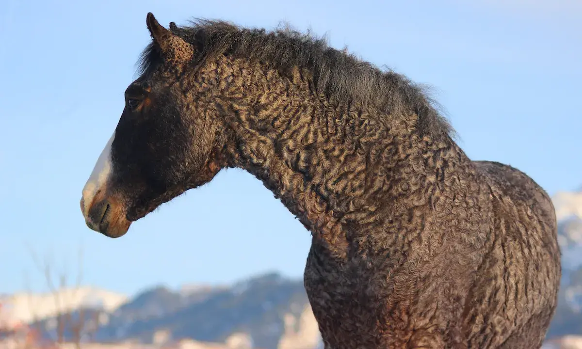 Ein Pferd mit lockigem Fell und einer weißen Blesse steht vor blauem Himmel. Diese curly horses sind einzigartig.