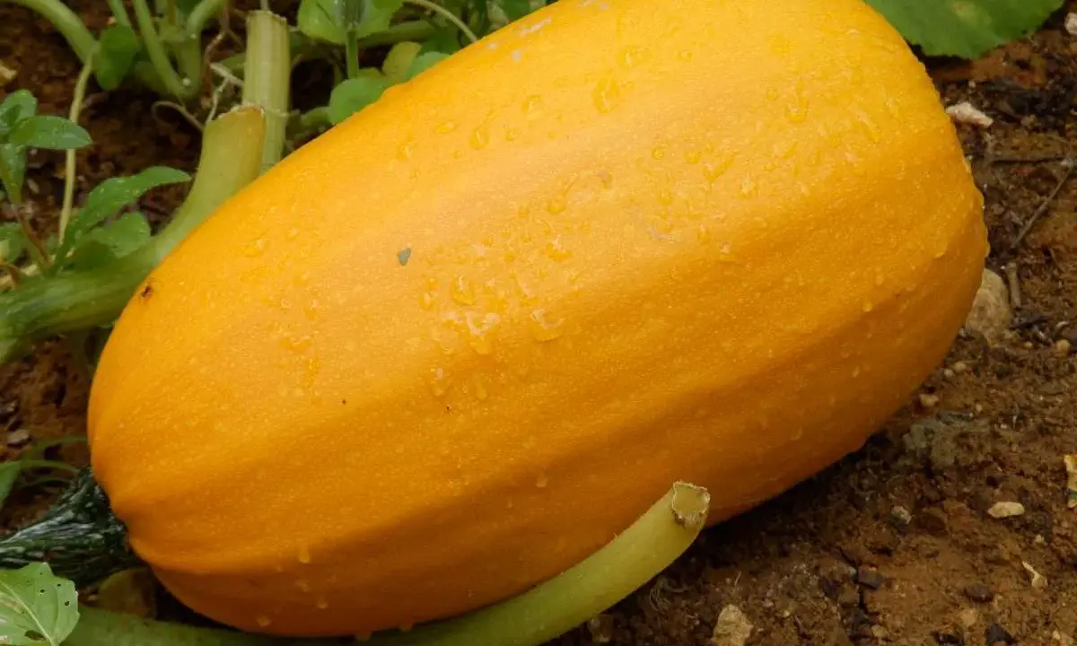 Courge spaghetti mûre, recouverte de gouttes de rosée, prête à être récoltée dans le potager.