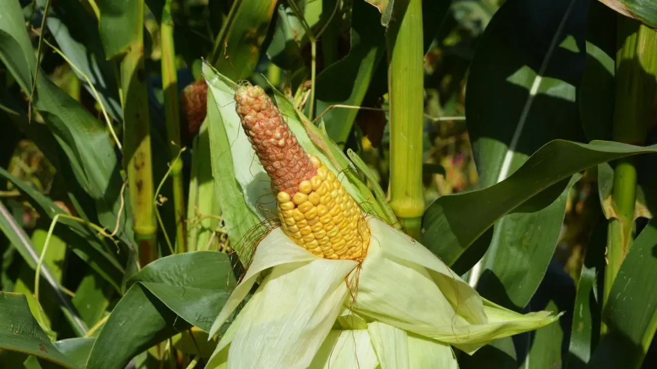A ripe ear of corn, half yellow and half brown, peeks from its husks amidst the lush green stalks of a block planting cornfield.