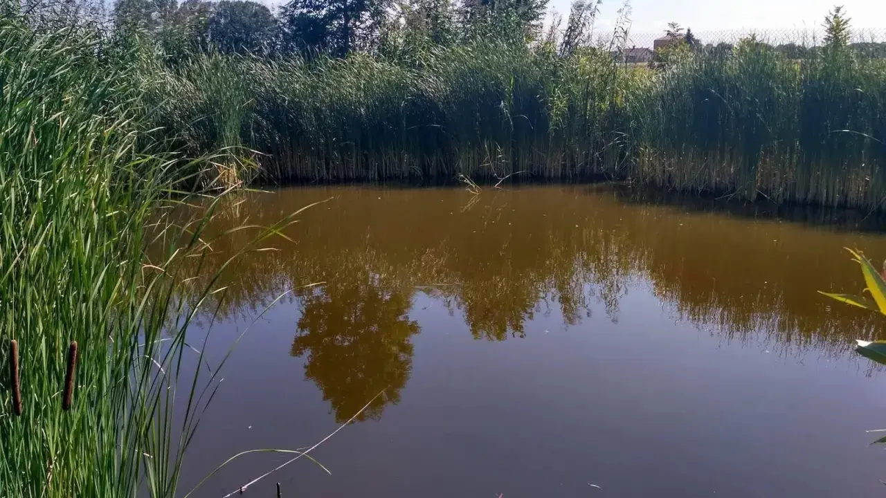 Malownicze prywatne stawy wędkarskie otoczone trzcinami, z odbijającymi się w wodzie drzewami i błękitnym niebem.