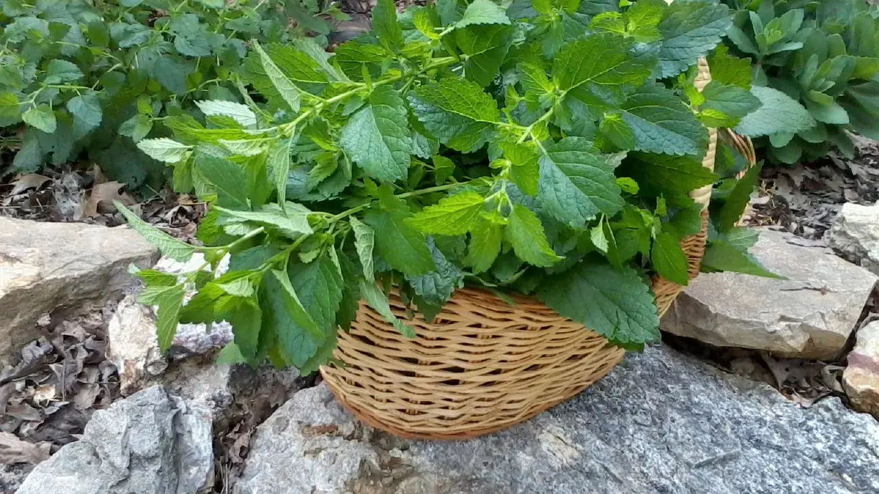 A basket overflows with freshly harvested lemon balm leaves, ready for tea or culinary use.