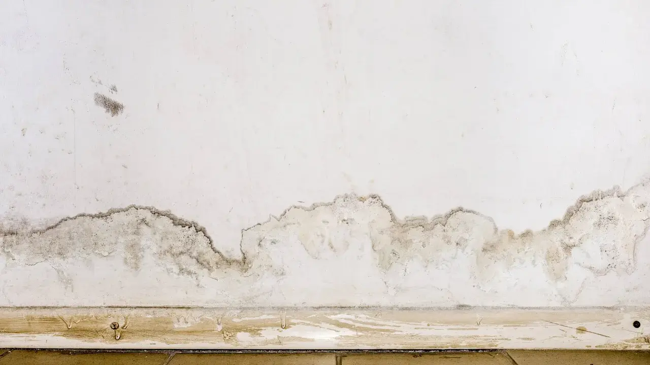 Muffa in casa: macchie scure e umidità sul muro vicino al battiscopa, segno di un problema da risolvere.