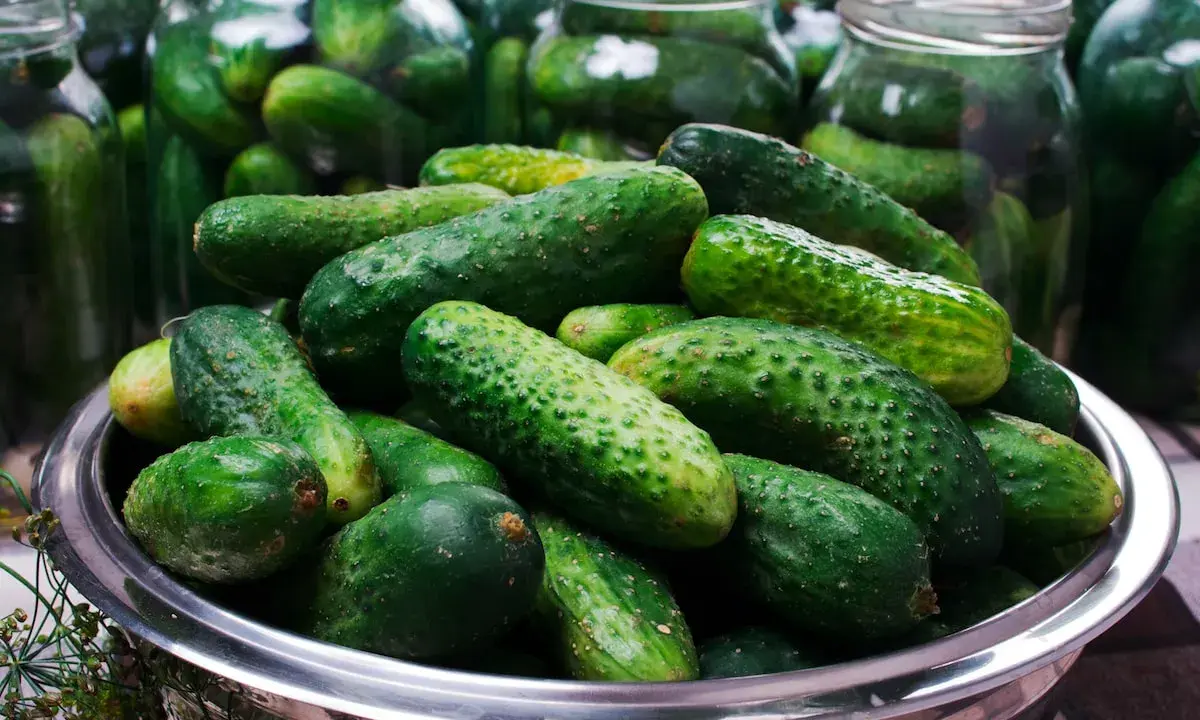 Frische Gurken in einem Metallbehälter, bereit für das Gurken einlegen Rezept. Im Hintergrund stehen viele Einmachgläser.