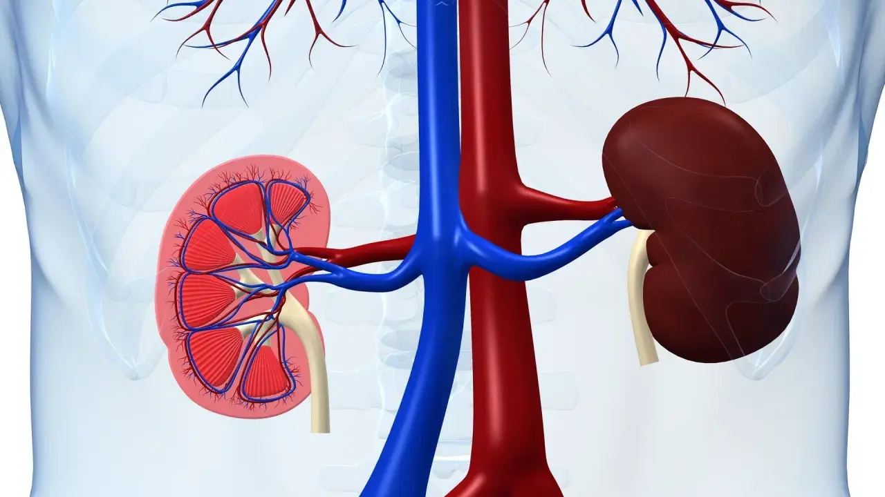 Anatomia nerek z widocznym przekrojem, ukazująca naczynia krwionośne. W tle zarys tułowia, sugerujący lokalizację narządów. Obraz może ilustrować problemy zdrowotne, jak rak brodawkowaty nerki.