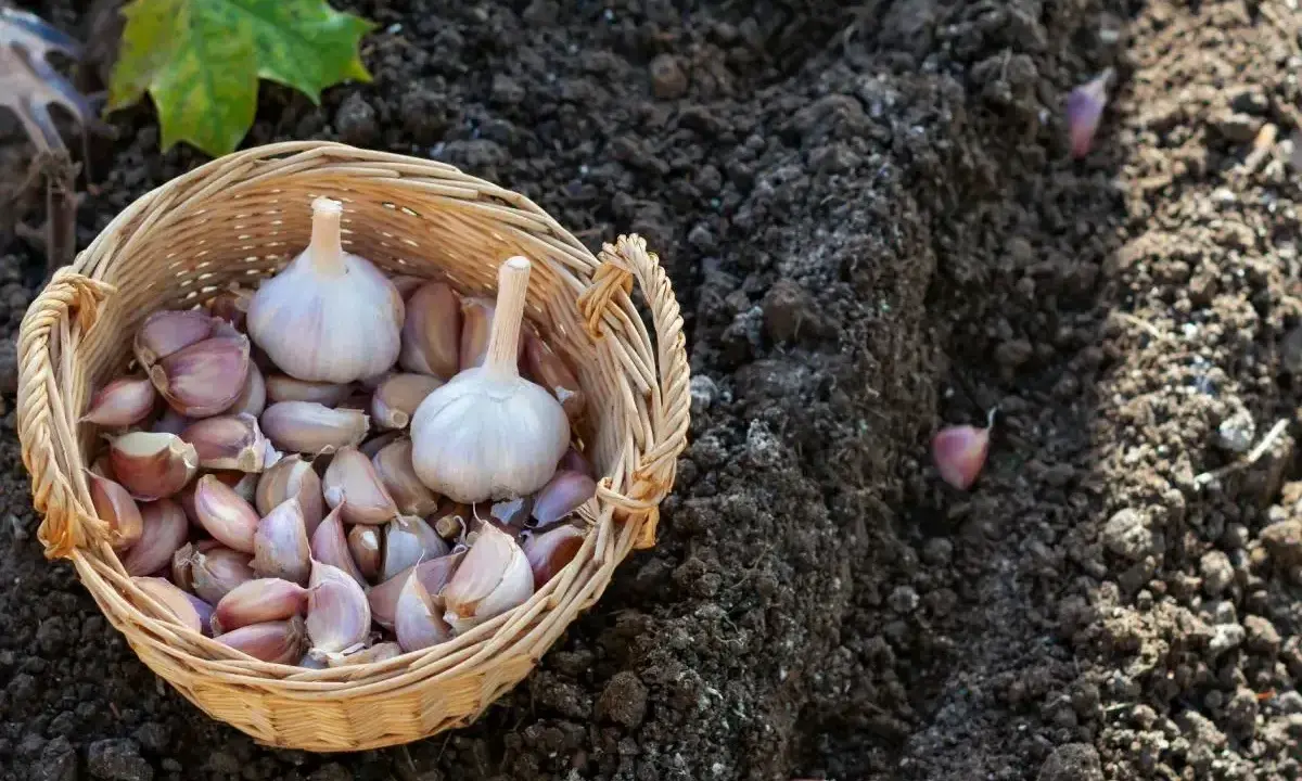 Koszyk z główkami czosnku i ząbkami gotowymi do sadzenia na wiosnę. Widać kilka ząbków już w ziemi.
