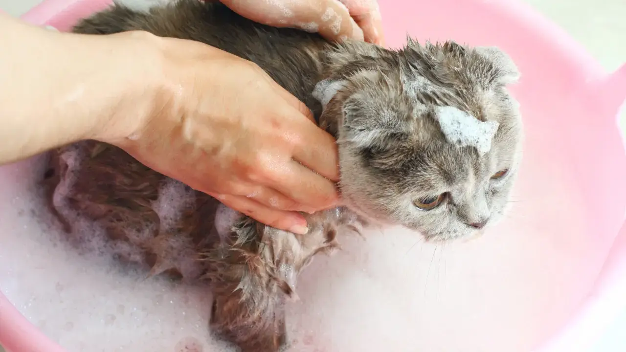 En person tvättar en grå katt i ett rosa badkar. Frågan "hur ofta ska man bada en katt" dyker upp när man ser detta.