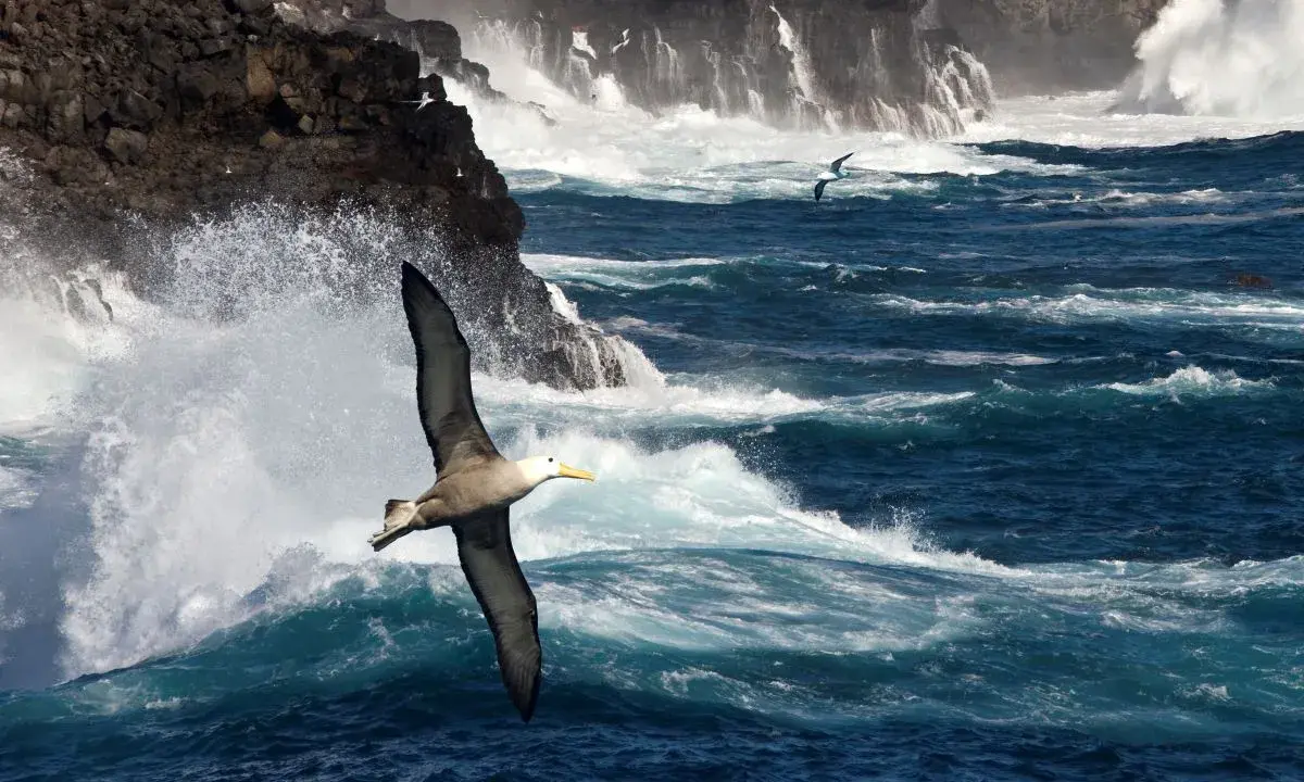 Un albatros volteggia maestoso tra onde impetuose e scogliere battute dal vento, un'immagine che evoca la poesia del mare.