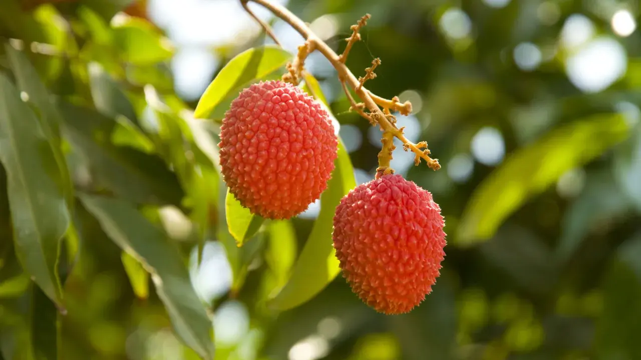 Deux litchis rouges et texturés pendent d'une branche, sur fond de feuilles vertes. Un arbre à litchi en France, une belle surprise !