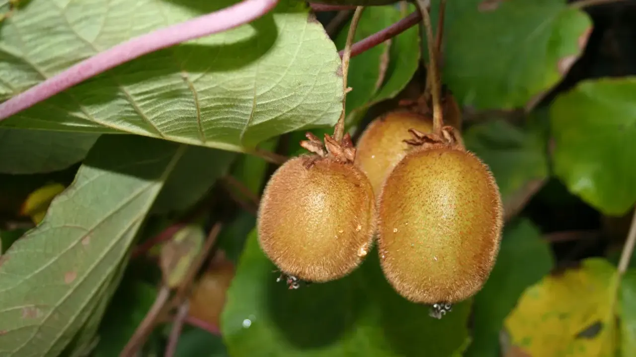 Trois kiwis velus pendent d'une branche. L'un d'eux est prêt à être cueilli, parfait pour planter un kiwi autofertile.