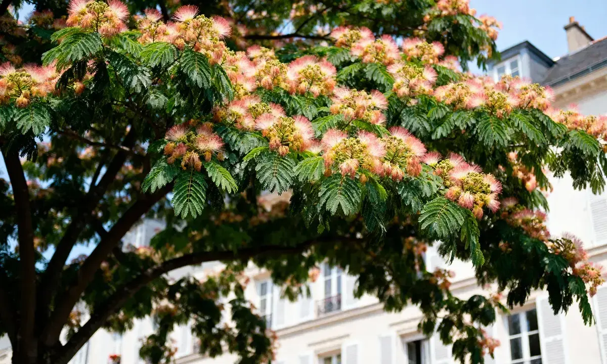 Un arbre à soie aux fleurs roses et jaunes épanouies, avec des feuilles vertes luxuriantes, se dresse devant un immeuble parisien.