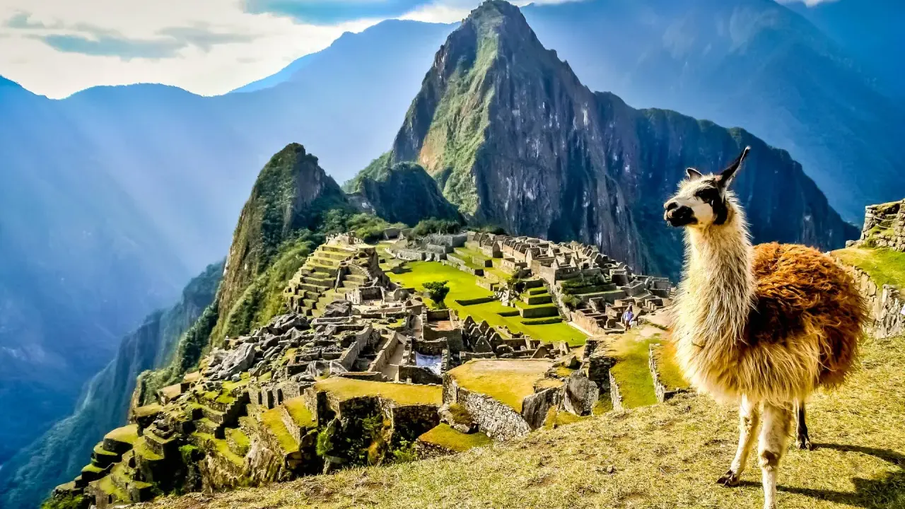 Machu Picchu, gdzie jest? W Andach, z lamą na pierwszym planie, w otoczeniu gór i ruin.