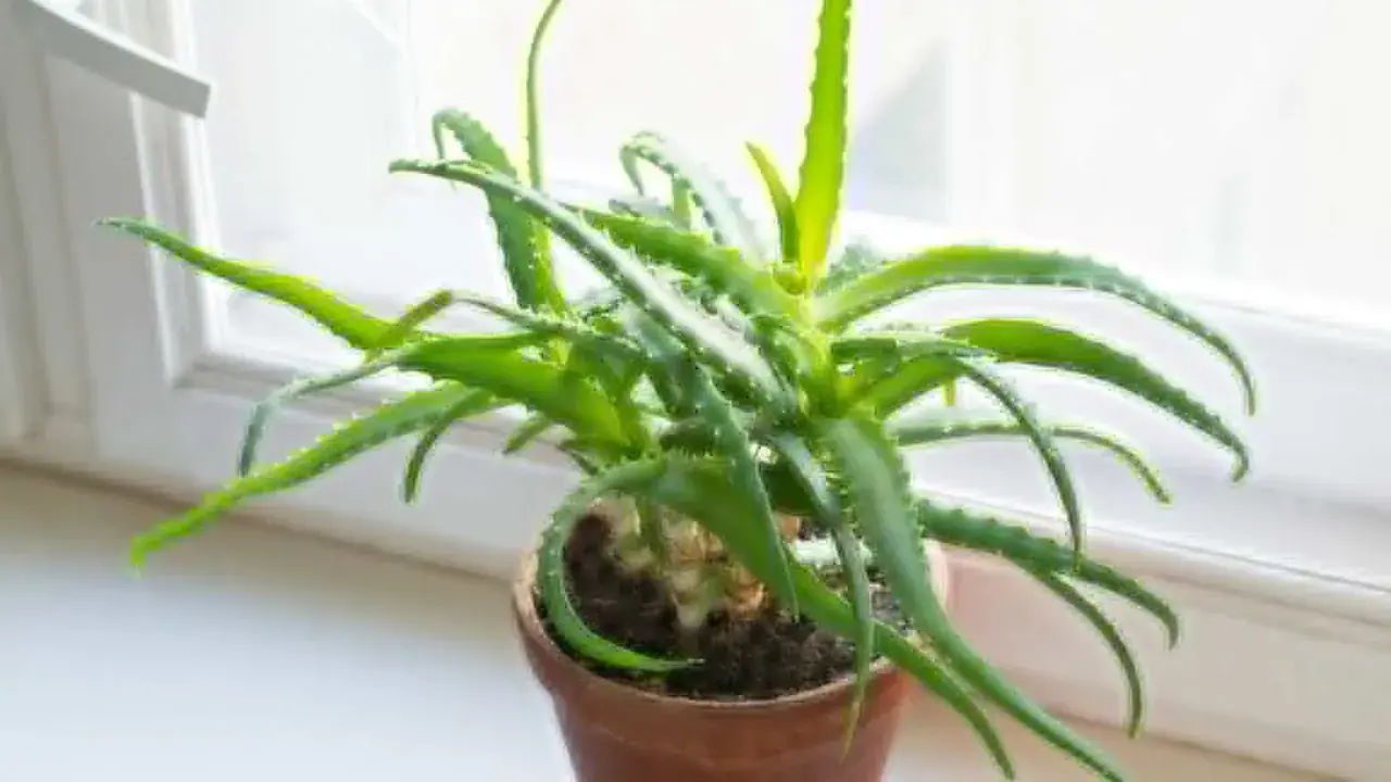 Zielony aloes w doniczce na parapecie. Czy każdy aloes jest leczniczy? Ten wygląda obiecująco, z soczystymi liśćmi.