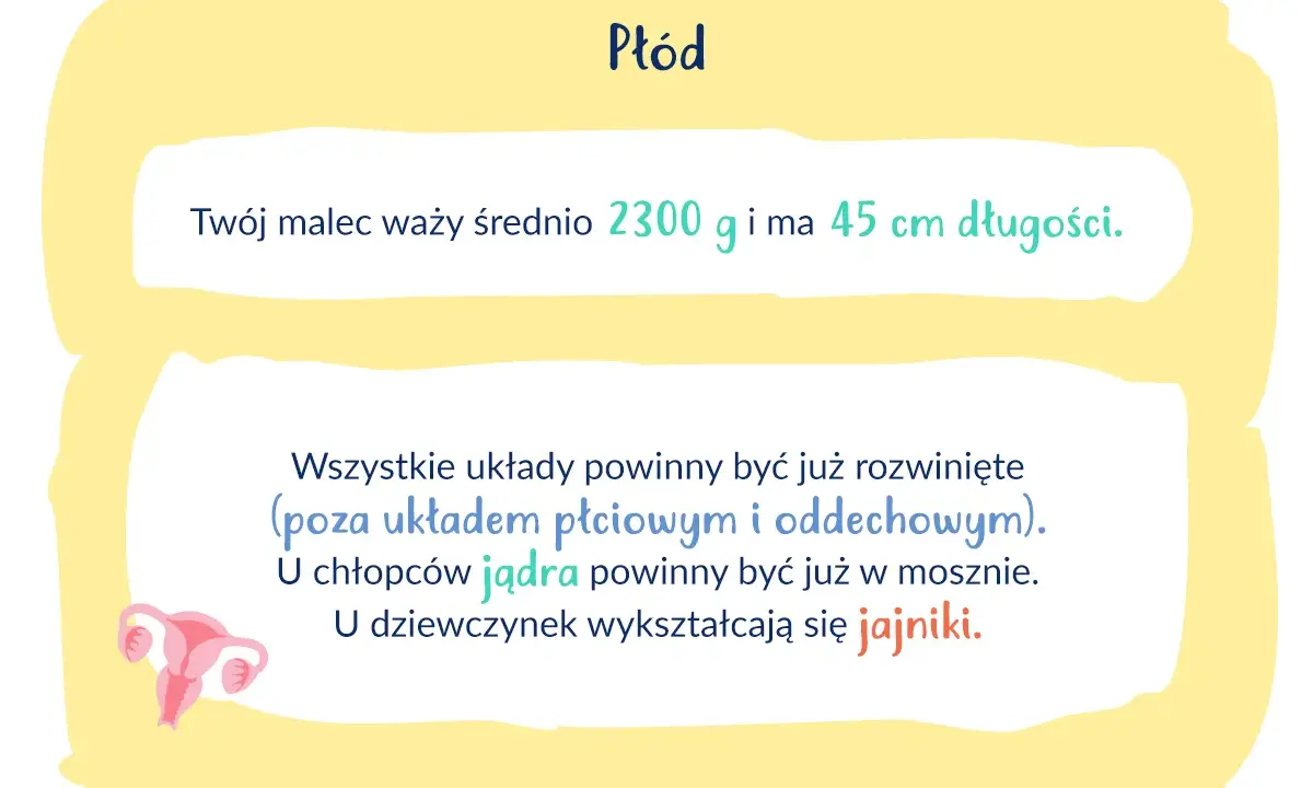 Na etapie 34 tygodnia ciąży płód waży ok. 2300 g i mierzy 45 cm. Rozwijają się jego narządy płciowe.