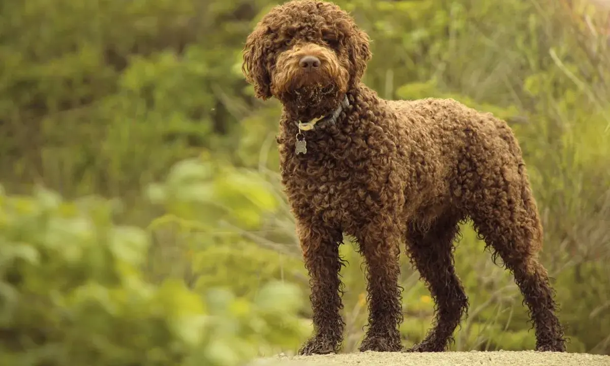 Brązowy lagotto romagnolo z kręconą sierścią stoi na tle zieleni.