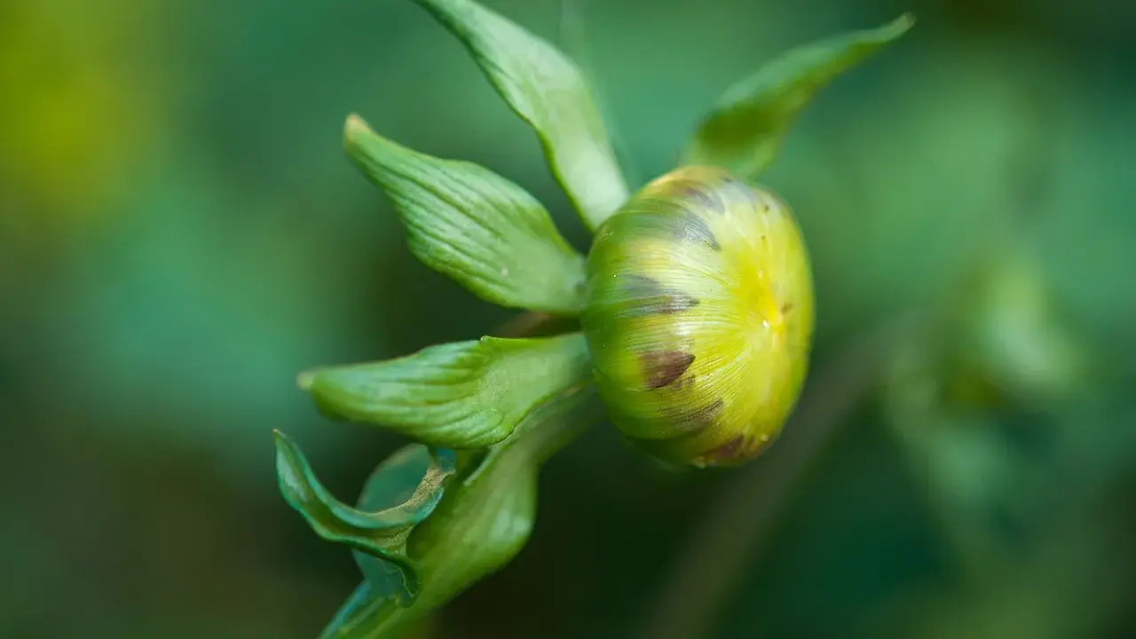 En grön dahlia knopp, som ännu inte blommar, med mjuka bladverk i bakgrunden.