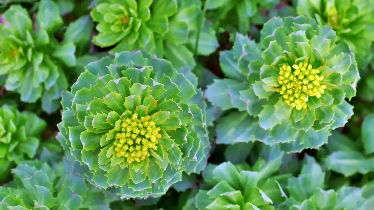 Gros plan sur des rosettes de feuilles vertes et charnues, certaines avec des bourgeons floraux jaunes. Ces plantes rappellent les bienfaits de la rhodiola.