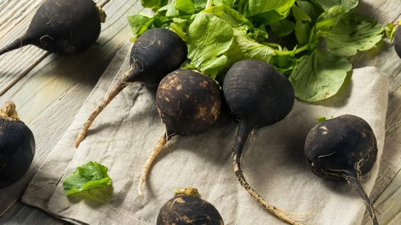 Radis noirs prêts à être semés. Ces légumes racines foncés sont parfaits pour une récolte d'automne.