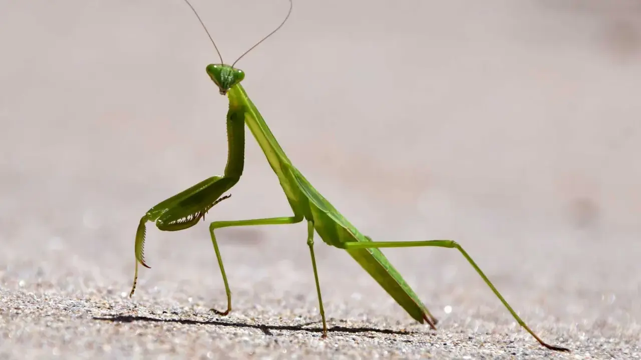 A green praying mantis stands alert on sandy ground, its forelegs raised, a sign of praying mantis season.