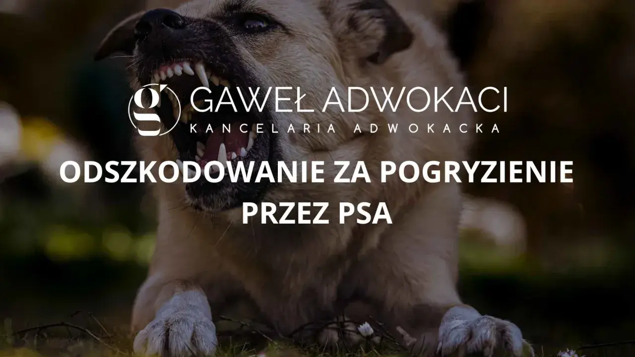 Pogryzienie przez psa: Co robić? Pierwsza pomoc, lekarz, odszkodowanie