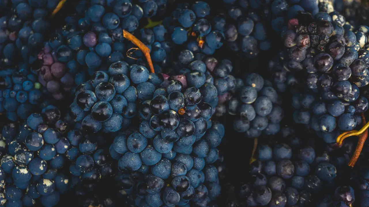 Gros plans sur des grappes de cépage gamay, d'un bleu profond et velouté, prêtes à être transformées en vin.