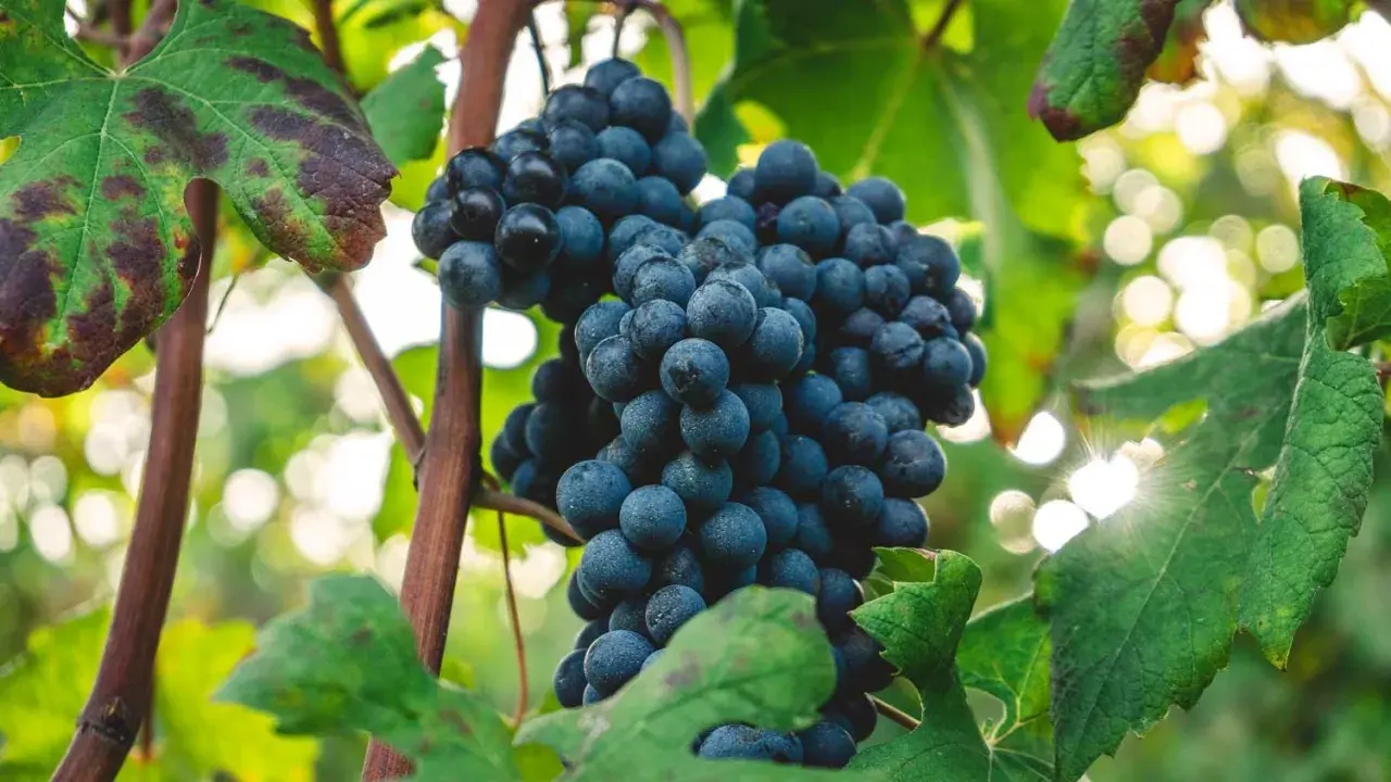 Reife, dunkle Nebbiolo Trauben hängen an der Rebe, umgeben von grünen Blättern und Sonnenlicht.