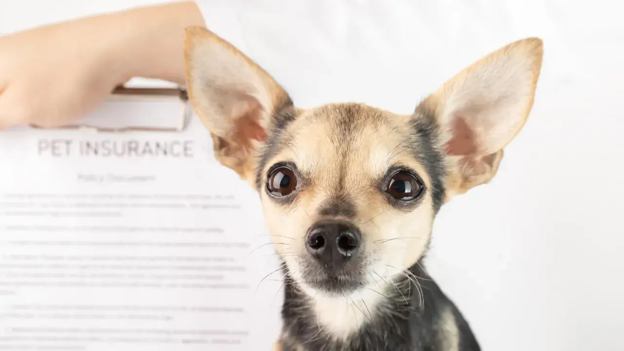 Mały piesek patrzy w obiektyw. Obok dokument "PET INSURANCE". Czy to przyszły pacjent behawiorysty?