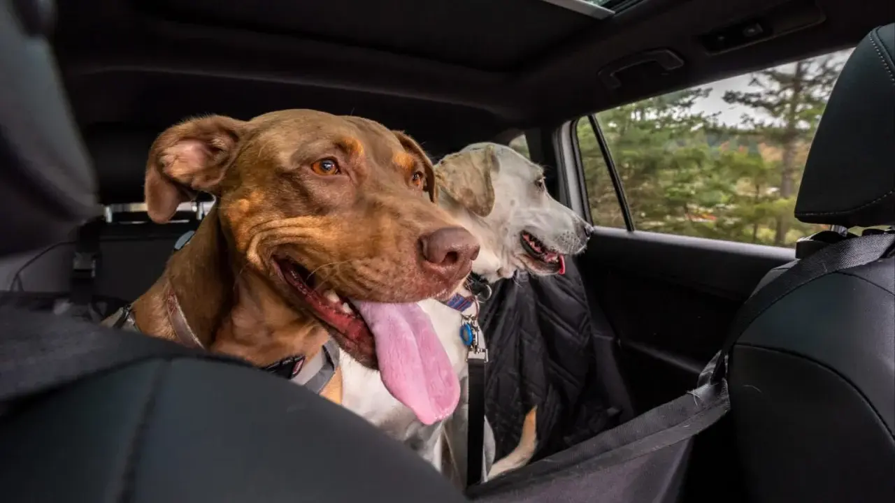 Deux chiens, dont un chien stressé en voiture, regardent par la fenêtre. Le chien marron a la langue pendante.