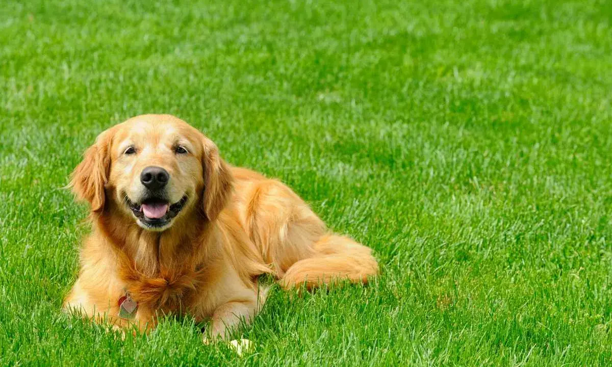 A happy Golden Retriever lies on lush green grass, enjoying the outdoors. This is what pet grass is all about: a happy dog in a beautiful, natural setting.