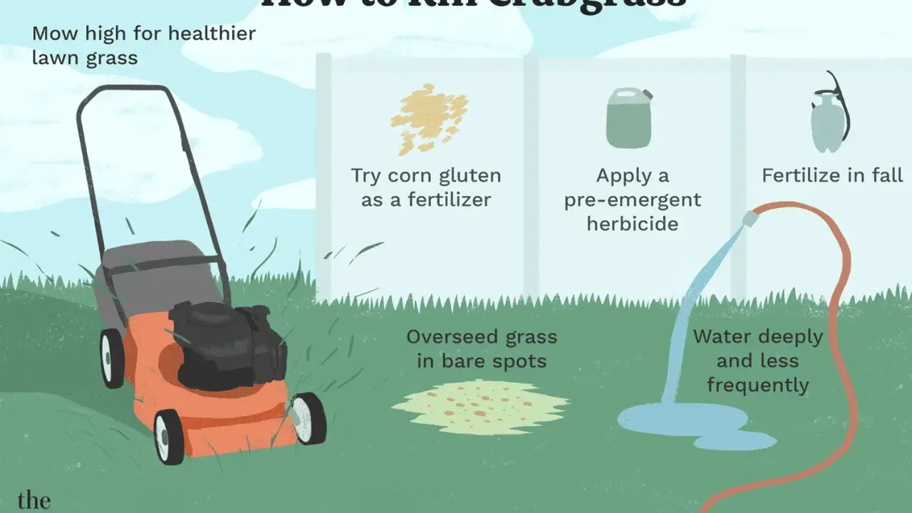 Learn how to kill crabgrass by mowing high, using corn gluten as fertilizer, applying pre-emergent herbicide, overseeding bare spots, and watering deeply.