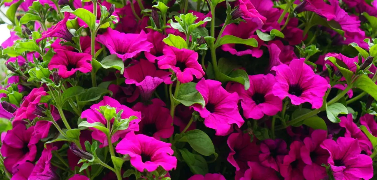 Gros plan sur une jardinière débordante de pétunias fuchsia éclatants. Difficile de compter combien de pétunia dans une jardinière tant ils sont nombreux et luxuriants.