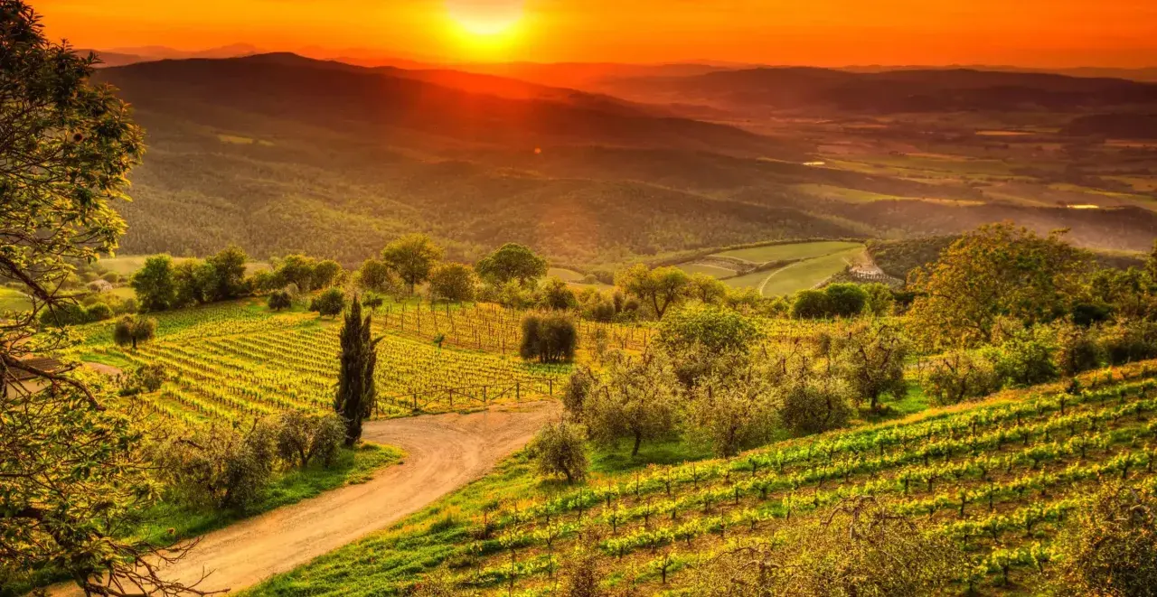 Solnedgång över böljande kullar med vingårdar och olivträd i Toscana. Perfekta toscana tips för en drömresa.