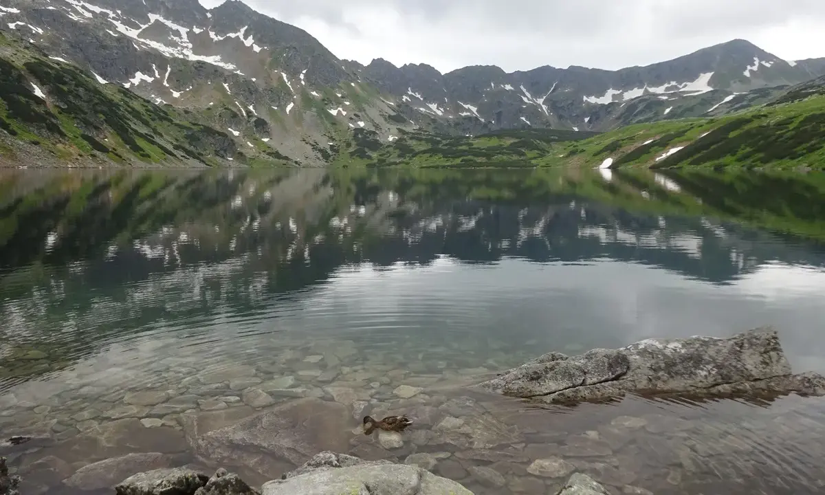Spokojna tafla jeziora w Dolinie Pięciu Stawów odbija skaliste szczyty Tatr. Kaczka pływa wśród kamieni.