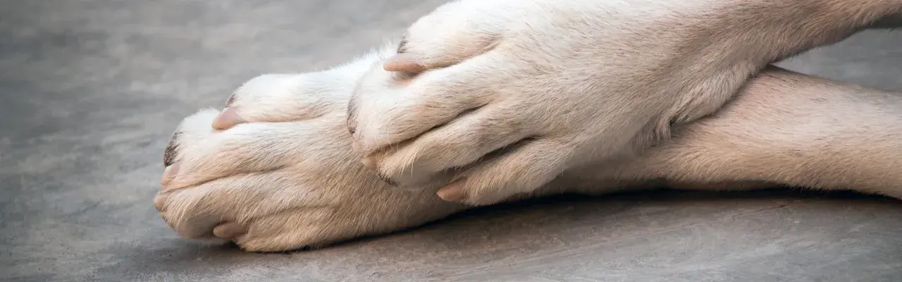 Pattes douces d'un chien, peut-être en phase terminale de cancer, reposant l'une sur l'autre.
