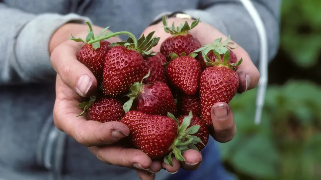 Hands cradle a bounty of ripe, red strawberries, a testament to the continuous harvest from day neutral strawberry plants.