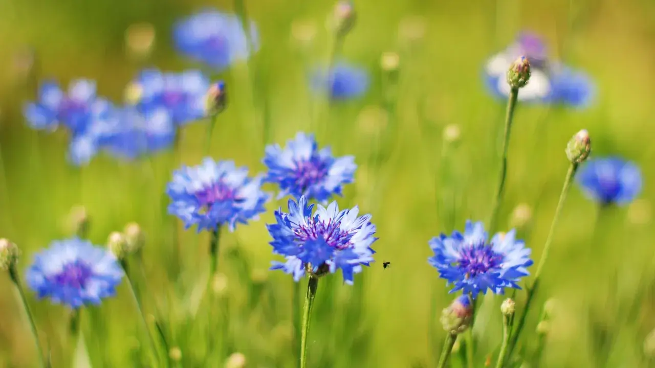 Champ de bleuets éclatants, une petite abeille vole près d'une fleur. L'eau de bleuet, bien que belle, peut présenter un danger.